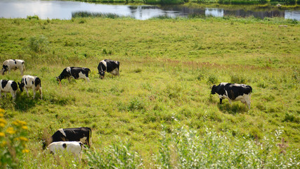 Herd of domestic grazing on grass meadows. Factory farming in the village. Summer rural views of the cow in the paddock. Animal farm provides a natural diet of people. 