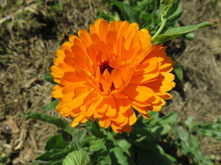 Calendula