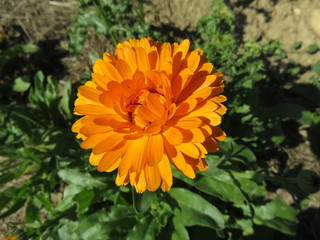 Calendula 
