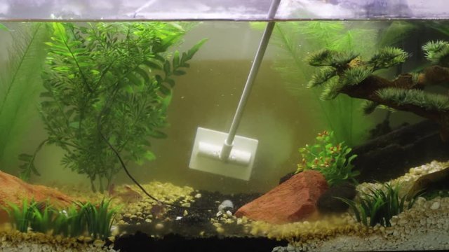back glass of fish tank being cleaned while fish swim around 