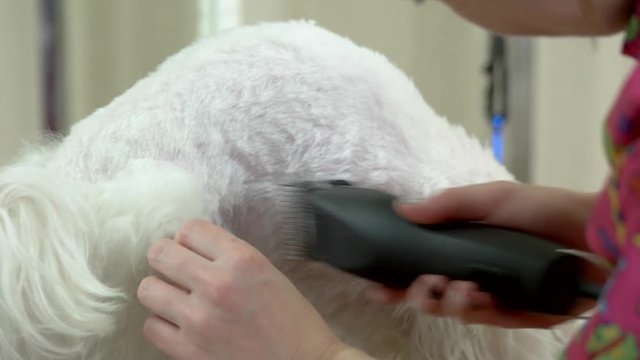 Dog, hand using hair clipper. Pet getting haircut macro.