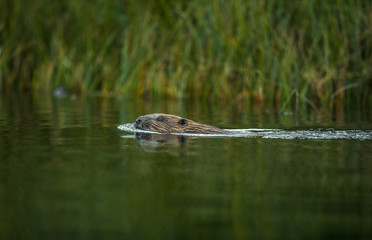 European Beaver, Castor fiber, swimming in a river