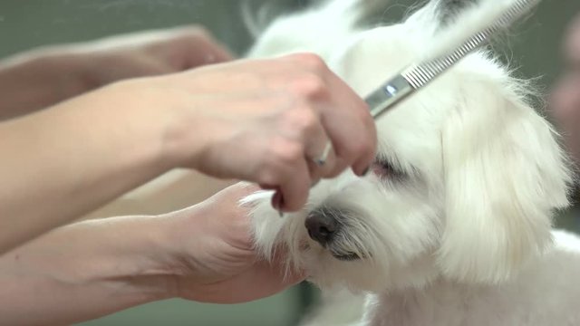 Hands of dog groomer, scissors. Healthy white maltese. Pet health and beauty.