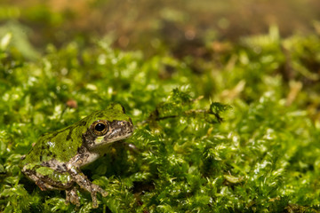 Gray Tree Frog Metamorph