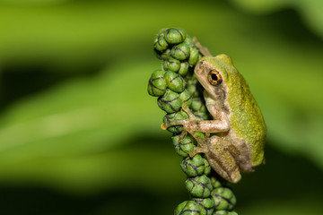 Gray Tree Frog Metamorph