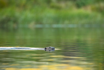 European Beaver, Castor fiber, swimming in a river