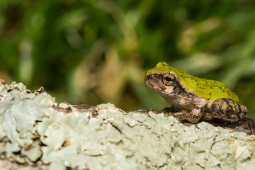 Gray Tree Frog Metamorph