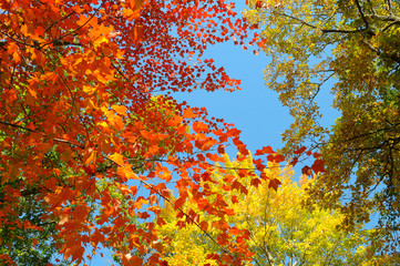 Autumn colors of leaves 