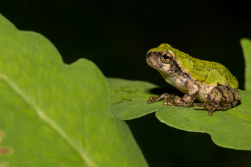 Gray Tree Frog Metamorph
