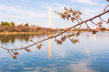 Tidal Basin with Washington Monument reflection and cherry blossom branch