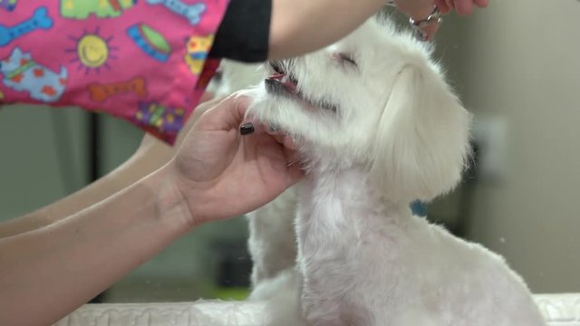 Dog getting haircut, side view. Hand with scissors cutting fur.