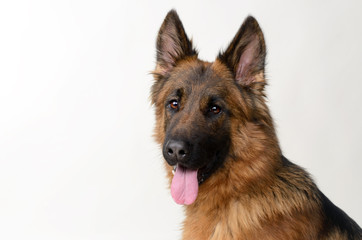 Close up Portrait of a Young German Shepherd Dog . Two Years Old Pet.