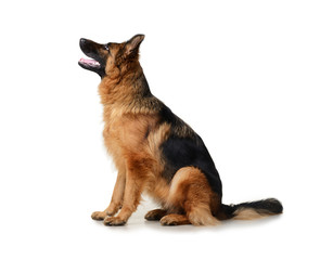 Young Fluffy German Shepherd Dog in exhibition standing against white background. Purebred dog in the rack.