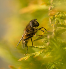 Hover Fly Close Up