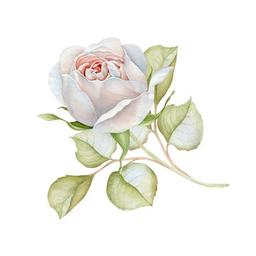Hand drawn watercolor delicate white rose