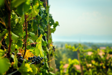 Storm over the vineyard