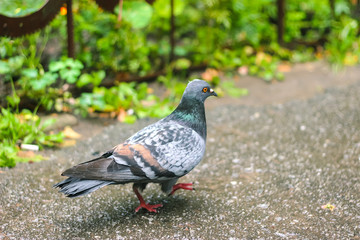 Pigeons at Beautiful summer panorama of old town