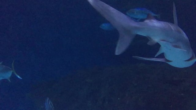 Sharks swimming at night in ocean 