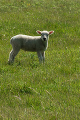 Obraz premium Agnello al pascolo