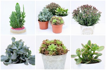 composition de sucullentes