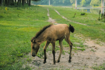 the horse grazes grass