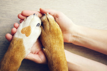 Dog paws with a spot in the form of heart and human hand close up, top view. Conceptual image of friendship, trust, love, the help between the person and a dog - obrazy, fototapety, plakaty