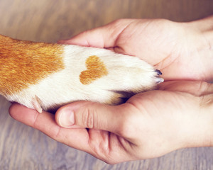 Dog paws with a spot in the form of heart and human hand close up, top view. Conceptual image of friendship, trust, love, the help between the person and a dog