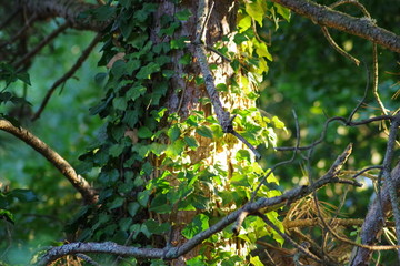sunlight and nature