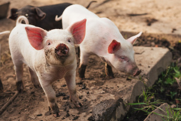 Two cute little pigs © Artsiom P