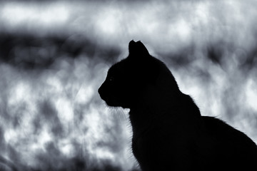 Cat silhouette