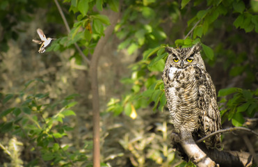 OWL AND HUMMINGBIRD BUDDIES