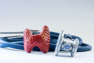 Thyroid gland near the stethoscope as a symbol of a health of organ, care, diagnostics, medical testing, treatment and prevention of diseases and pathology of thyroid as endocrine organ concept photo