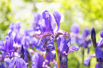 Een foto van mooie Siberische irisbloemen in een tuin. De alternatieve naam van Siberische Iris is Siberische vlag. Selectieve aandacht.