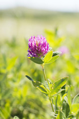 A photo of a single clover flower on a field. Selective focus.