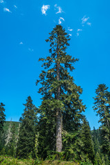 Spruce in Bakhmaro, one of the most beautiful mountain resorts of Georgia