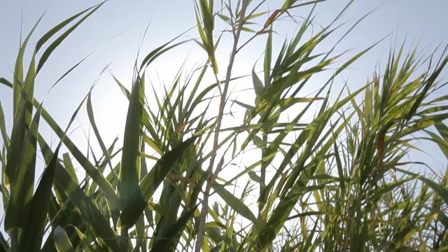 Seeing the sun and light flares through a row of moving reeds. Relaxing scene, detail shot, neutral colors.
