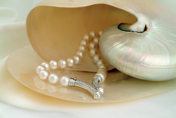 Natural south seas pearls