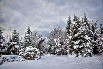 Naklejka premium Winter 