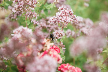 A honeybee extracts honey from a beautiful peony flower 