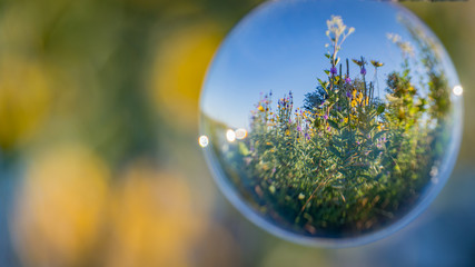 Flowers in a reflecting ball in Wisconsin