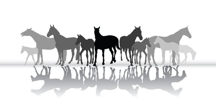 Standing horses silhouette with reflection