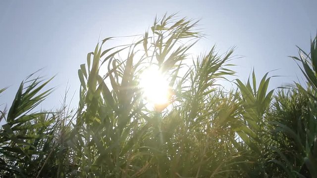 Seeing the sun and light flares through a row of moving reeds. Relaxing scene, close-up shot, neutral colors.
