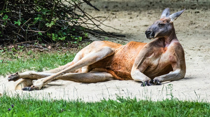 Rotes Riesenkänguru macht es sich gemütlich © Frank Krautschick