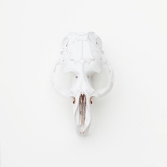White animal skull on a white background. Cruelty Free.