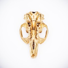 Gold painted animal skull underside on white background. Cruelty free.