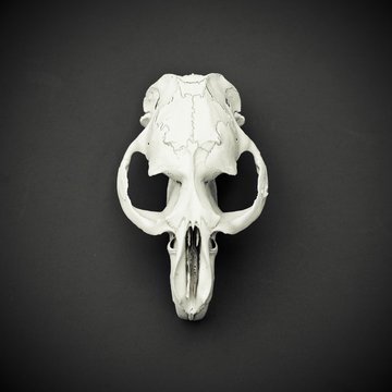 White Animal Skull On A Black Background Top View. Cruelty Free.