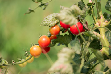香川県のミニトマト