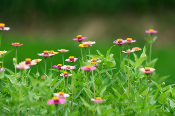 Fototapeta premium 百日草の花