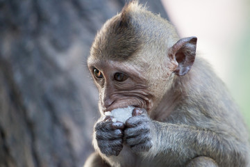 可愛いサル