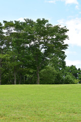 Fototapeta na wymiar 緑の芝の丘と広葉樹の森